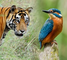 Golden Triangle Tour Extensions with Bharatpur & Sariska