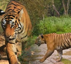 Golden Triangle Tour Extensions with Ranthambore Taj And Tiger Tour